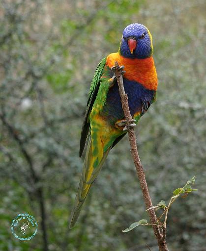 Lorikeet 9Y209D-189.JPG